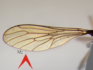 Vein M3 ansent beyond discoidal cell