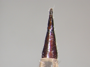 ovipositor dorsal