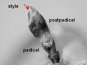 Postpedicel ovoid