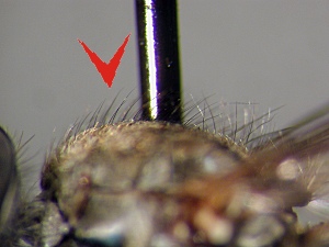Dorsocentral bristles extending to anterior slope of scutum and always visible