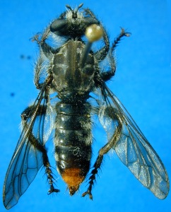 male