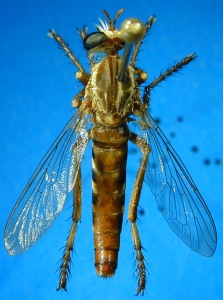 female