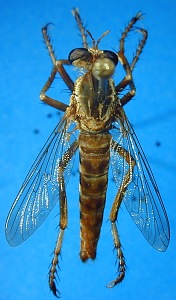 male