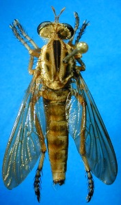 male