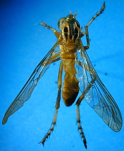 male