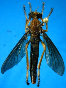 female