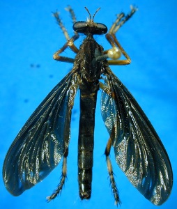 male