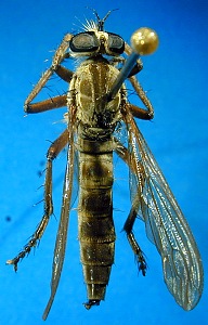 female