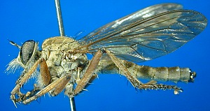 female