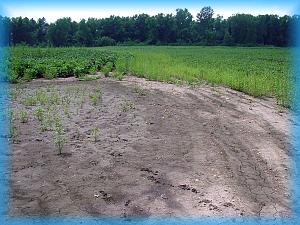 fields at the Missisippi river