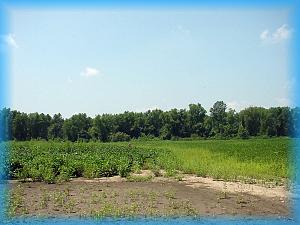 fields at the Missisippi river