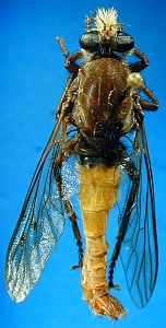 male