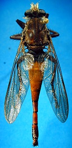 female