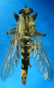 male