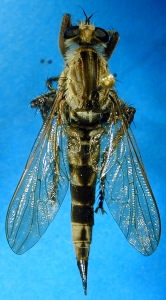 female