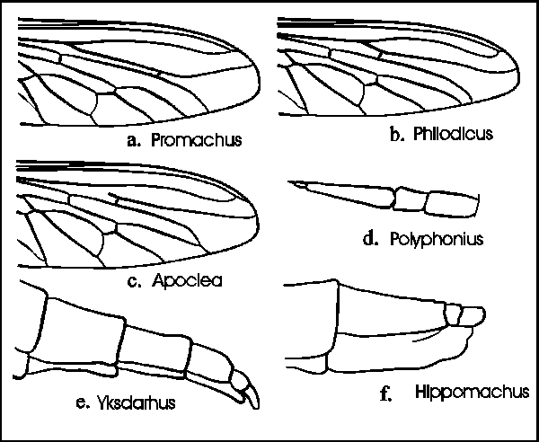 Palaearctic Apocleinae