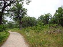 habitat of Efferia (Beach Park, Lake Michigan, IL)