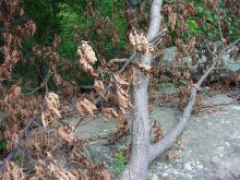 habitat of Laphriinae (Garden of Gods, IL)