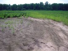 habitat of Diogmites (flieds in front of the Mississippi, IL)