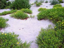 habitat of Stichopogon (Beach Park, Lake Michigan, IL)