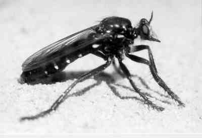 Dasypogon diadema (female)