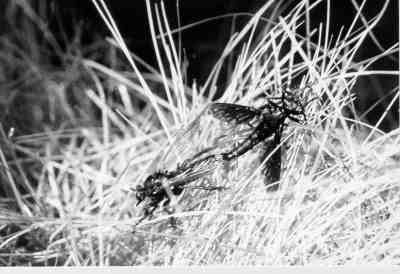 Fig. 4: Dasypogon diadema, mating (left: female, right: male).