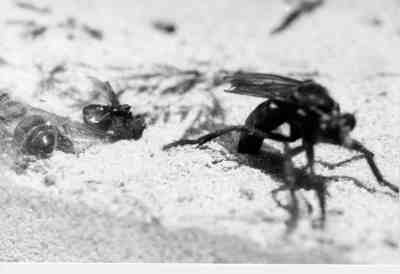 Fig. 5: Dasypogon diadema, beginning of an oviposition [video recorded]