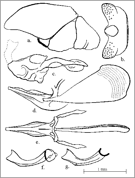 Eremonotus hauseri spec. nov.