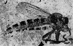 Senoprosopis romeri Hull [Hull 1962]