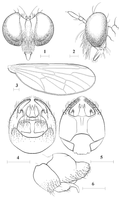 Goneccalypsis gooti spec. nov.