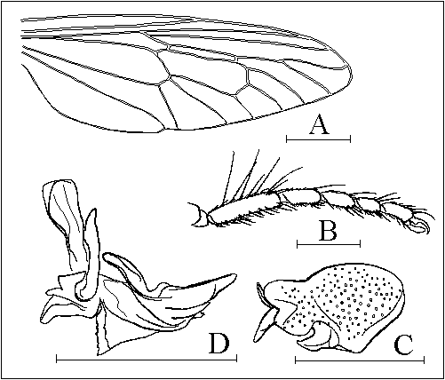 Grypoctonus aino