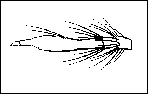 Grypoctonus engeli