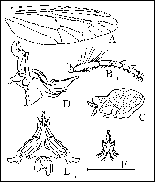 Grypoctonus hatakeyamae