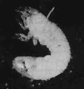 larva attached larva