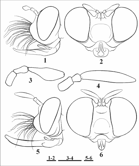 Andrenosoma otanegawana & Mactea avocettina