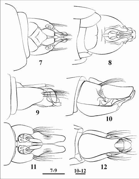 Andrenosoma otanegawana & Mactea matsumurai