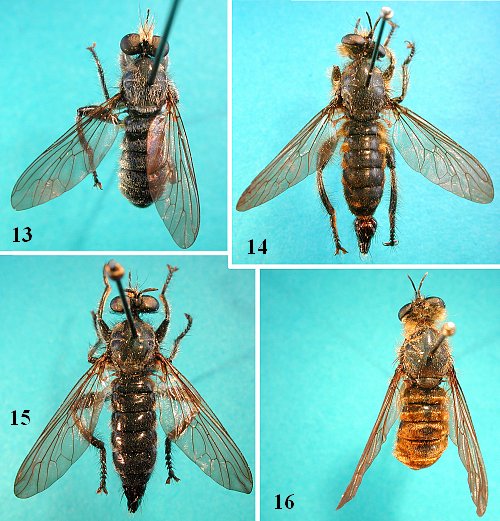 Andrenosoma otanegawana & Mactea matsumurai