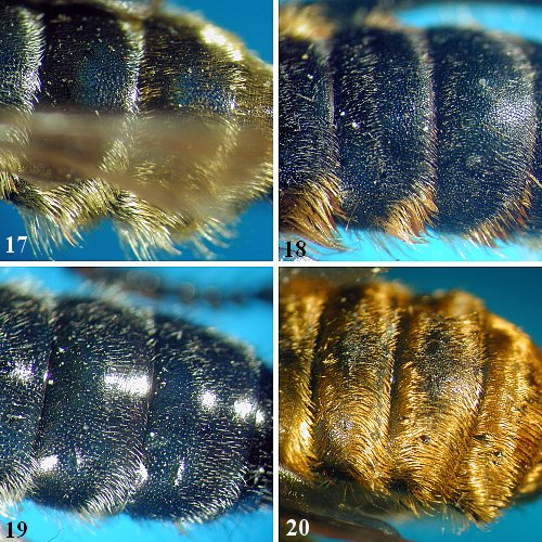 Andrenosoma otanegawana & Mactea matsumurai