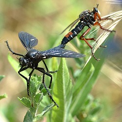 Mated pair of Dasypogon diadema in tail-to-tail position. © Geller-Grimm