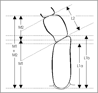 Measurement of the antennal segments