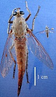 The biggest and smallest Palaearctic robber fly, Satanas gigas and Stichopogon elegantulus