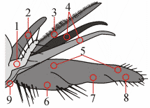Fig. 2: head, mouthparts