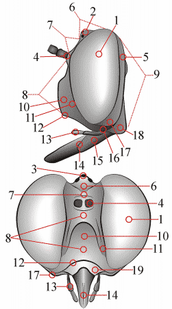 Fig. 1: head, lateral - anterior - posterior view