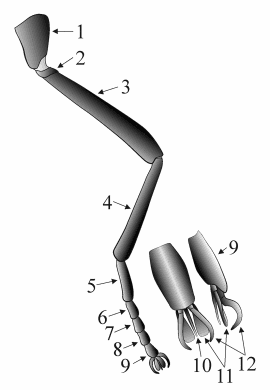 Fig. 1: leg