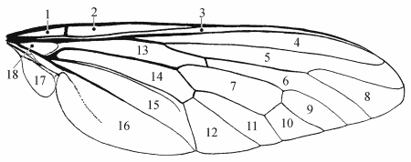 Fig. 1: wing, cells