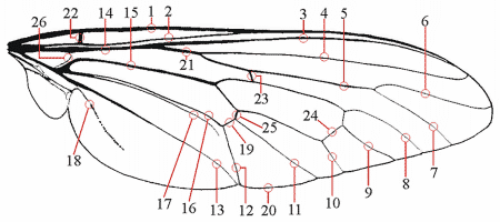 Fig. 2: wing, veins