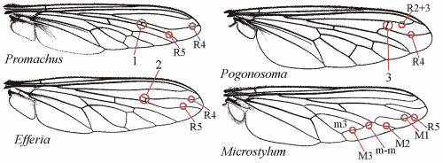 Fig. 3: wing, special venation