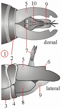 Fig. 1: male genitalia, dorsal and lateral