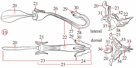 Fig. 3: male genitalia, aedeagus