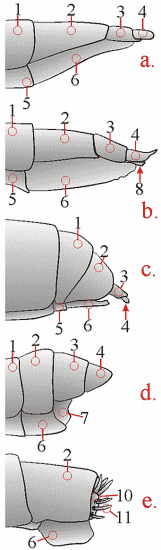 Fig. 4: female genitalia, lateral